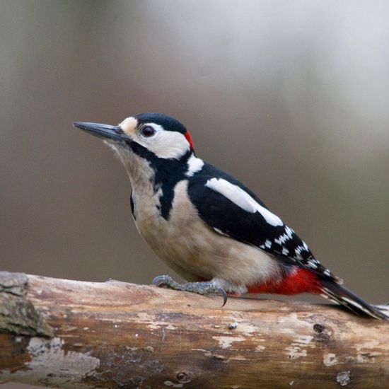 Great Spotted Woodpecker: Animal in habitat Backyard in the NatureSpots App