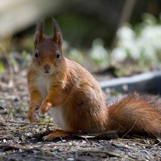 Eurasisches Eichhörnchen: Tier im Habitat Hinterhof in der NatureSpots App