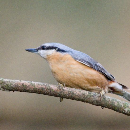 Kleiber: Tier im Habitat Hinterhof in der NatureSpots App