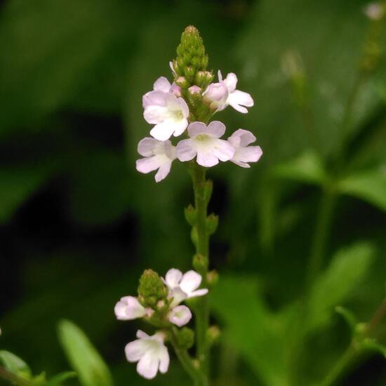 Verbena officinalis: Plant in habitat Riparian forest in the NatureSpots App