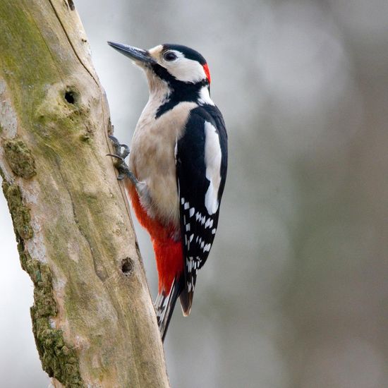 Great Spotted Woodpecker: Animal in habitat Backyard in the NatureSpots App