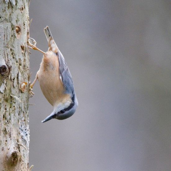 Kleiber: Tier im Habitat Hinterhof in der NatureSpots App