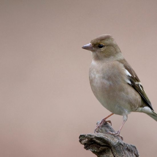 Buchfink: Tier im Habitat Hinterhof in der NatureSpots App