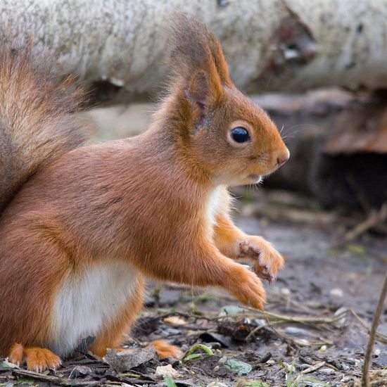 Eurasisches Eichhörnchen: Tier im Habitat Hinterhof in der NatureSpots App