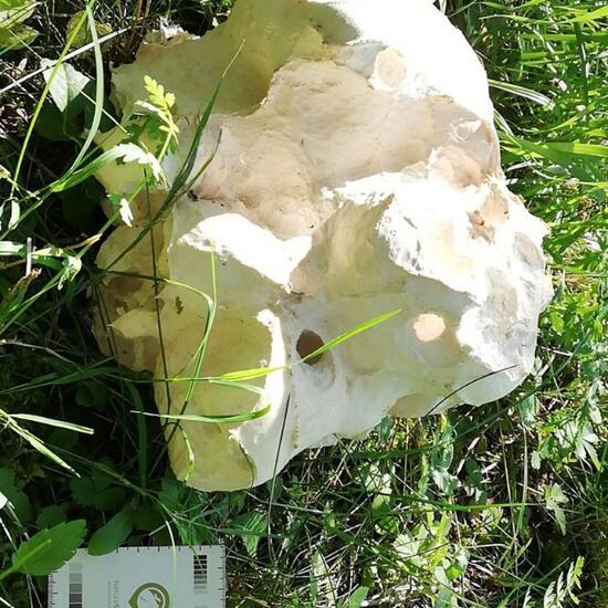another species: Mushroom in habitat Garden in the NatureSpots App