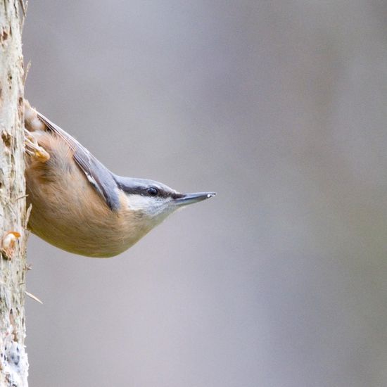 Kleiber: Tier im Habitat Hinterhof in der NatureSpots App