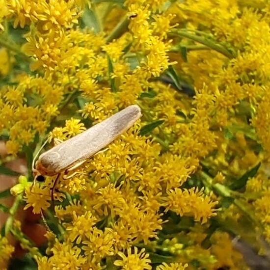 Nadelwald-Flechtenbärchen: Tier im Habitat Garten in der NatureSpots App