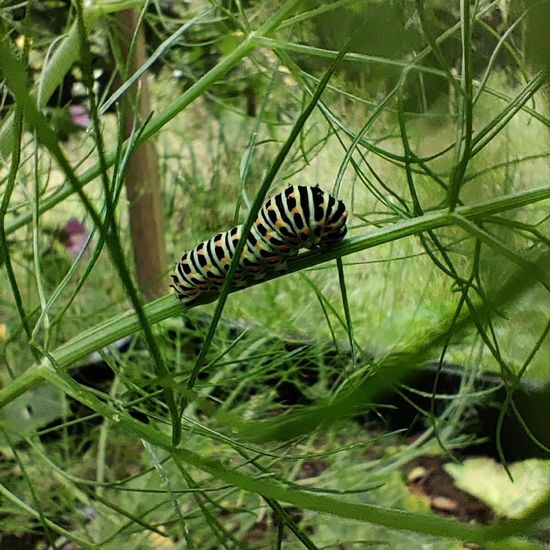 Schwalbenschwanz: Tier im Habitat Garten in der NatureSpots App