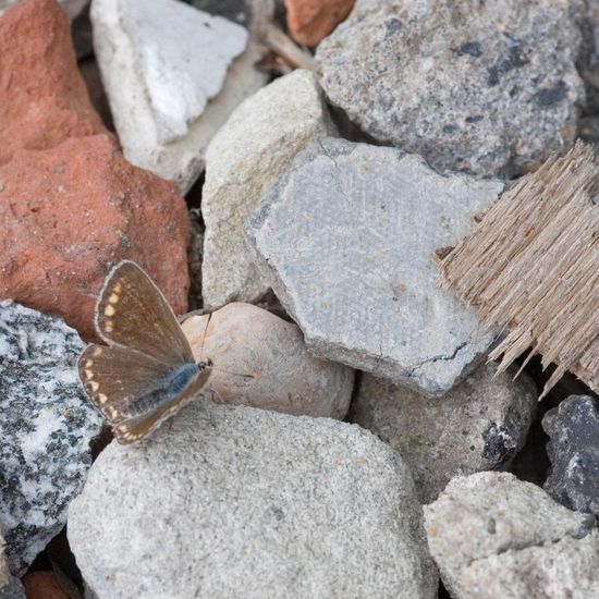 Polyommatus icarus: Animal in habitat Buffer strip in the NatureSpots App