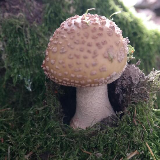Amanita rubescens: Mushroom in habitat Temperate forest in the NatureSpots App