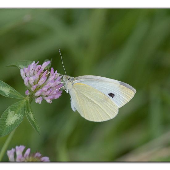 Pieris rapae: Animal in habitat Buffer strip in the NatureSpots App