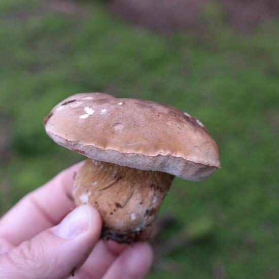Boletus edulis: Mushroom in habitat Temperate forest in the NatureSpots App