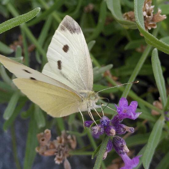 Pieris brassicae: Animal in habitat City and Urban in the NatureSpots App