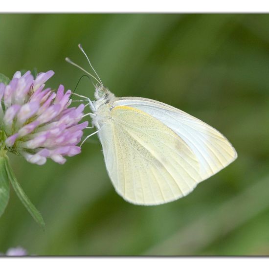 Pieris rapae: Animal in habitat Buffer strip in the NatureSpots App