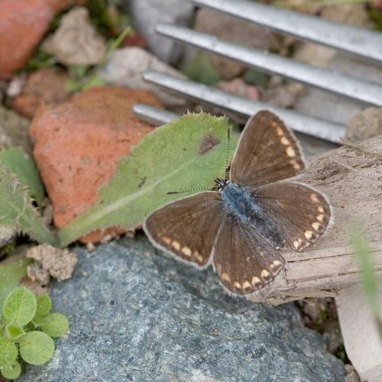 Hauhechel-Bläuling: Tier im Habitat Ackerrandstreifen in der NatureSpots App