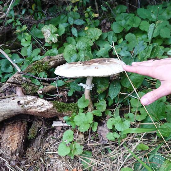 Macrolepiota procera: Mushroom in habitat Temperate forest in the NatureSpots App