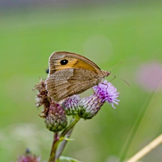 Maniola jurtina: Animal in habitat Buffer strip in the NatureSpots App