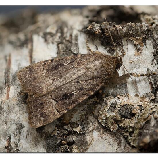 Copper Underwing: Animal in habitat Garden in the NatureSpots App