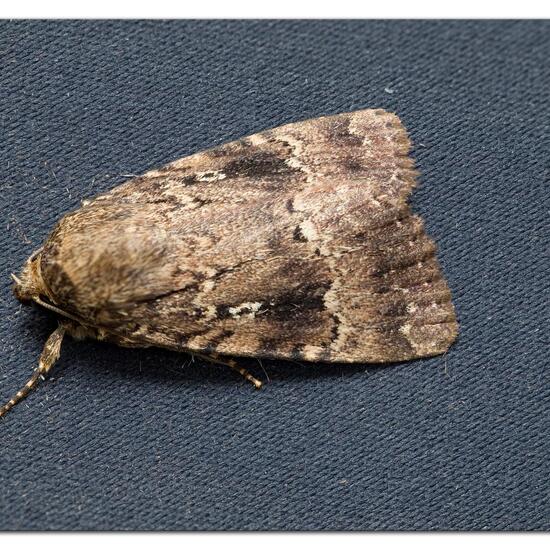 Copper Underwing: Animal in habitat Garden in the NatureSpots App