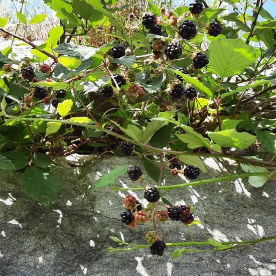 Rubus fruticosus: Pflanze im Habitat Landwirtschaft in der NatureSpots App