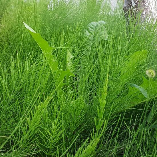 Equisetum arvense: Plant in habitat Flowerbed in the NatureSpots App