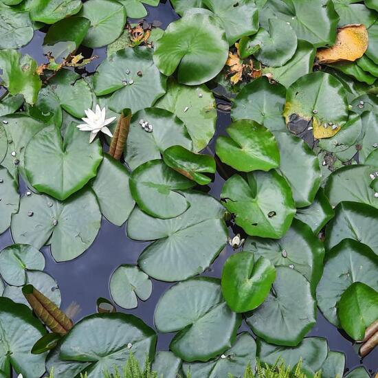 Nymphaea alba: Plant in nature in the NatureSpots App