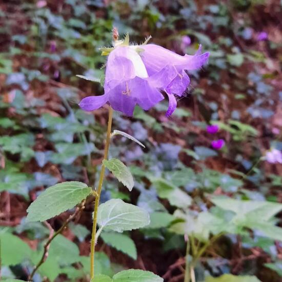 Breitblättrige Glockenblume: Pflanze im Habitat Wald in der NatureSpots App
