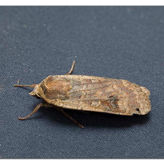 Large Yellow Underwing: Animal in habitat Garden in the NatureSpots App