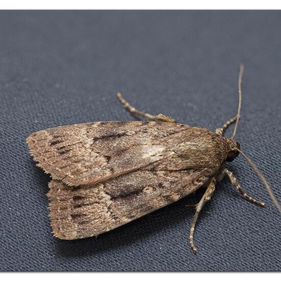 Copper Underwing: Animal in habitat Garden in the NatureSpots App