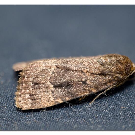 Copper Underwing: Animal in habitat Garden in the NatureSpots App