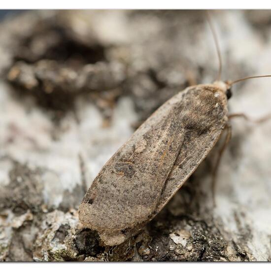 Large Yellow Underwing: Animal in habitat Garden in the NatureSpots App