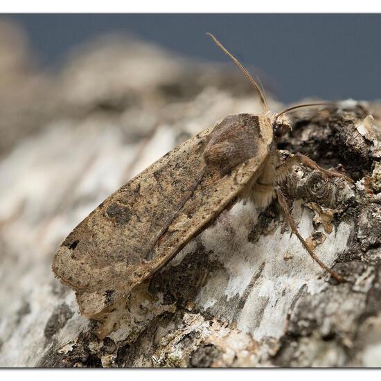 Large Yellow Underwing: Animal in habitat Garden in the NatureSpots App