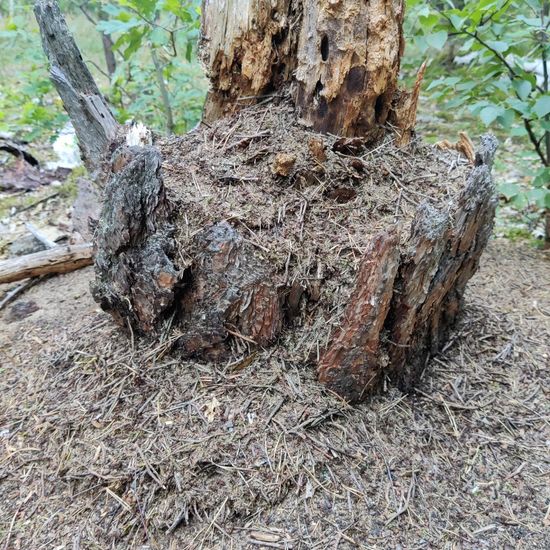 Rote Waldameise: Tier im Habitat Wald der gemäßigten Breiten in der NatureSpots App