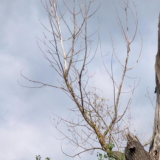 Hänge-Birke: Pflanze im Habitat Landwirtschaftliche Wiese in der NatureSpots App