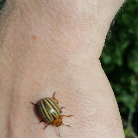 Colorado potato beetle: Animal in habitat Crop cultivation in the NatureSpots App