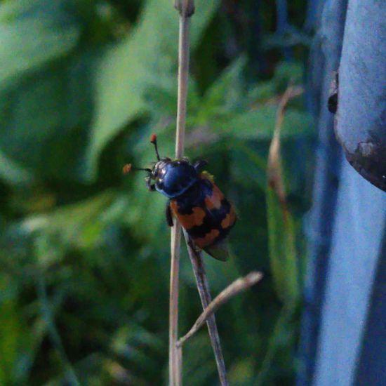 Nicrophorus vespillo: Animal in habitat Semi-natural grassland in the NatureSpots App