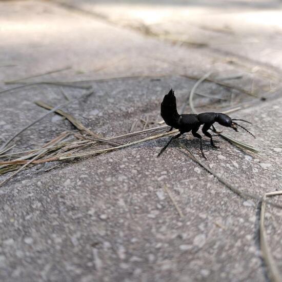 Schwarzer Moderkäfer: Tier im Habitat Garten in der NatureSpots App