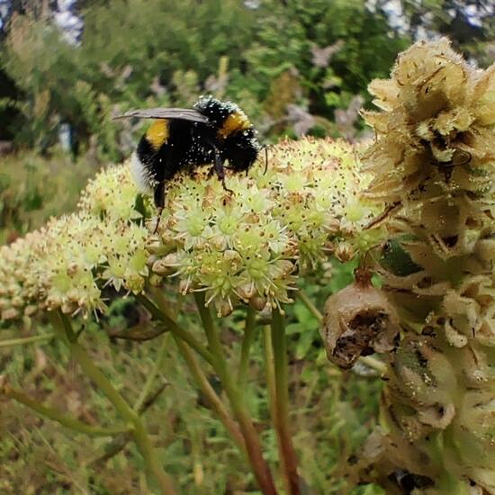 Eine unbekannte Art: Pflanze im Habitat Garten in der NatureSpots App