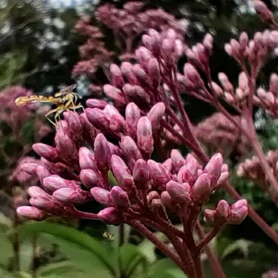 Gewöhnliche Langbauchschwebfliege: Tier im Habitat Garten in der NatureSpots App