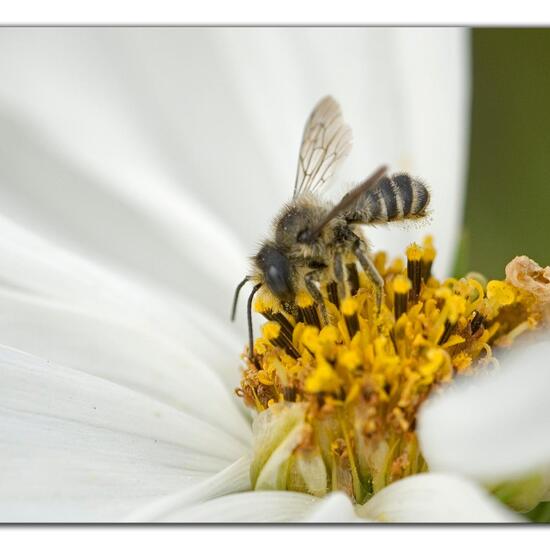 Megachile centuncularis: Tier im Habitat Garten in der NatureSpots App