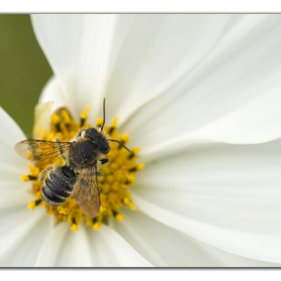 Megachile centuncularis: Tier im Habitat Garten in der NatureSpots App