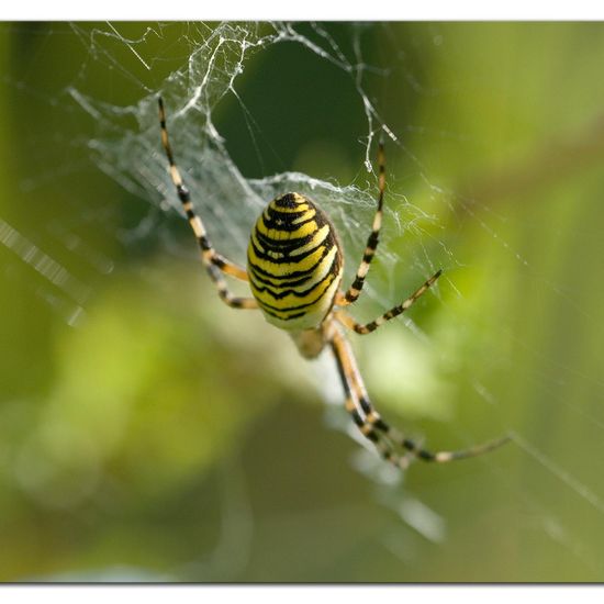 Wespenspinne: Tier im Habitat Grasland und Büsche in der NatureSpots App