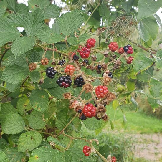 Rubus fruticosus: Pflanze in der Natur in der NatureSpots App