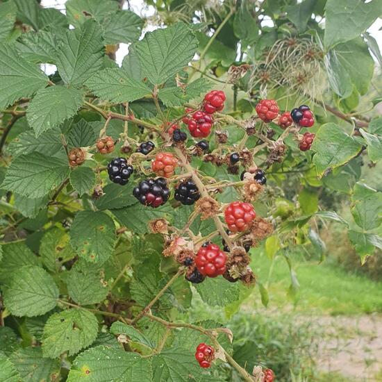 Rubus fruticosus: Plant in nature in the NatureSpots App