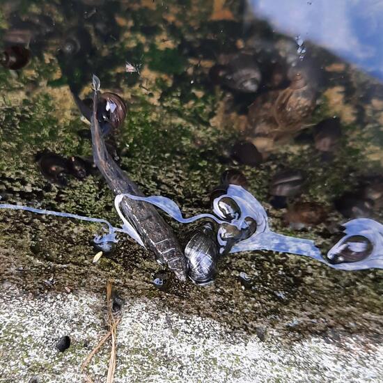Stratiomys longicornis: Tier im Habitat Süßwasser in der NatureSpots App