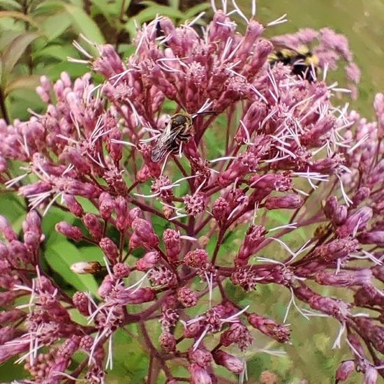 Eupatorium cannabinum: Plant in habitat Garden in the NatureSpots App