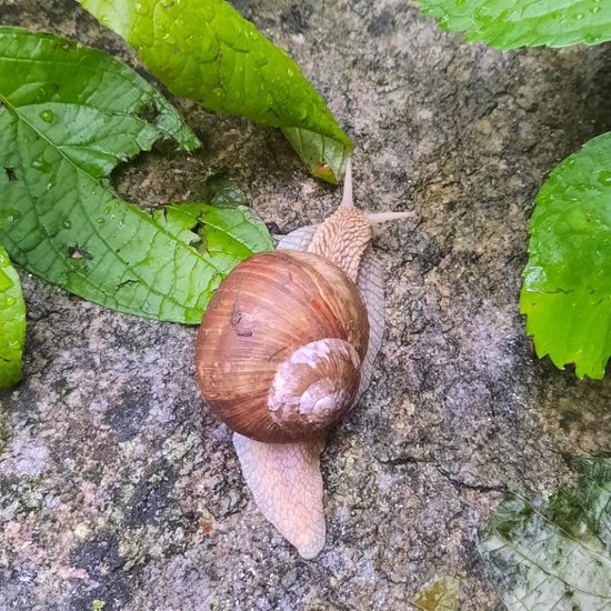 Weinbergschnecke: Tier in der Natur in der NatureSpots App