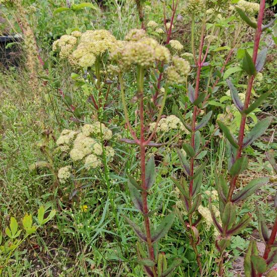 Eine unbekannte Art: Pflanze im Habitat Garten in der NatureSpots App