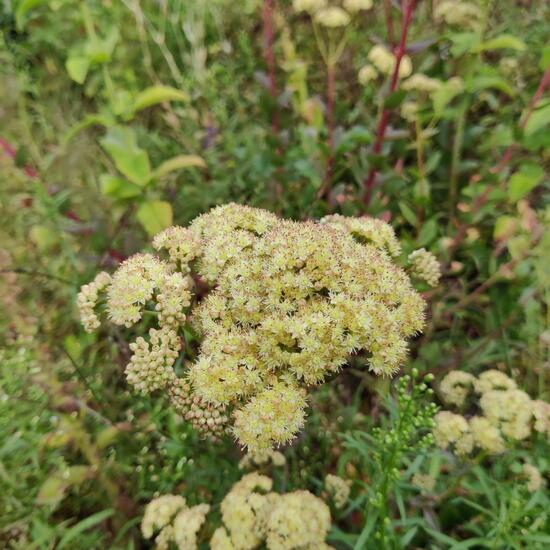 Eine unbekannte Art: Pflanze im Habitat Garten in der NatureSpots App