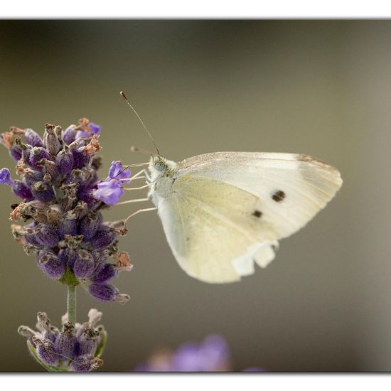 Kleiner Kohlweißling: Tier im Habitat Garten in der NatureSpots App